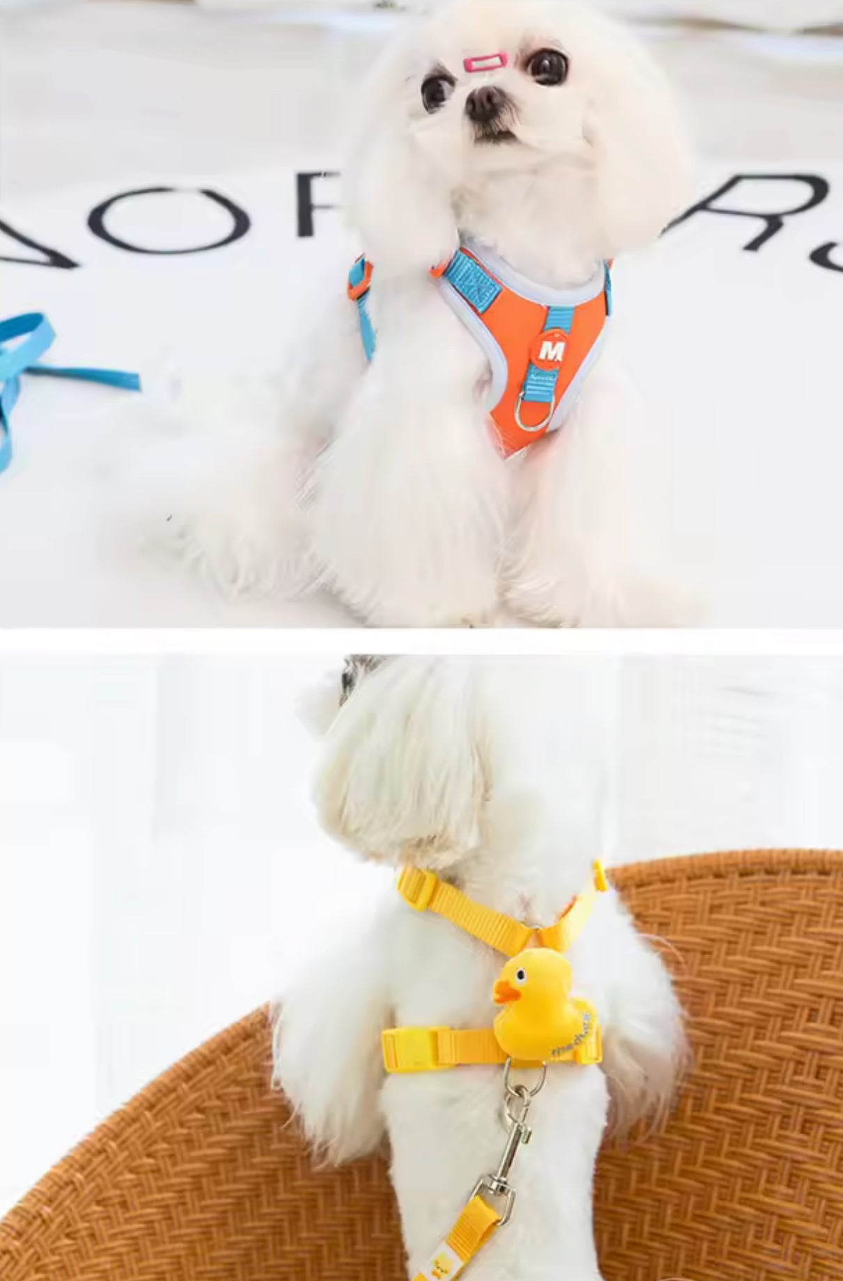 Adjustable Dog Collar & Harness Set – Animal Print Leash for Small to Large Dogs