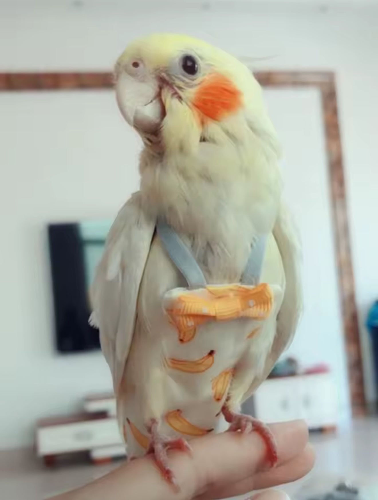 Cute Parrot & Small Bird Diaper with Bowtie – Washable Flight Suit for Cockatiels, Pigeons & Pet Birds