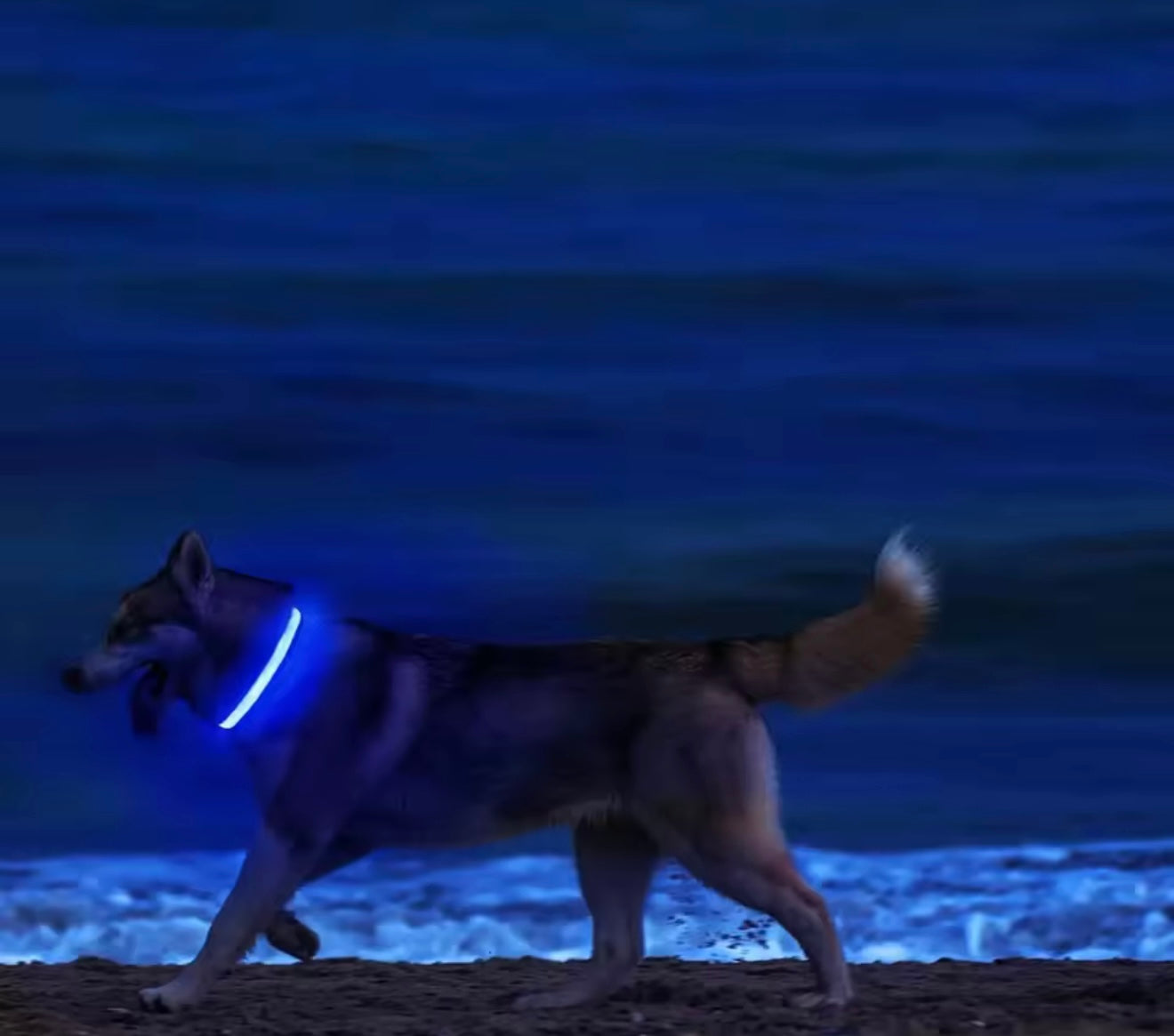LED Dog Collar – Rechargeable, Waterproof & Adjustable Safety Light