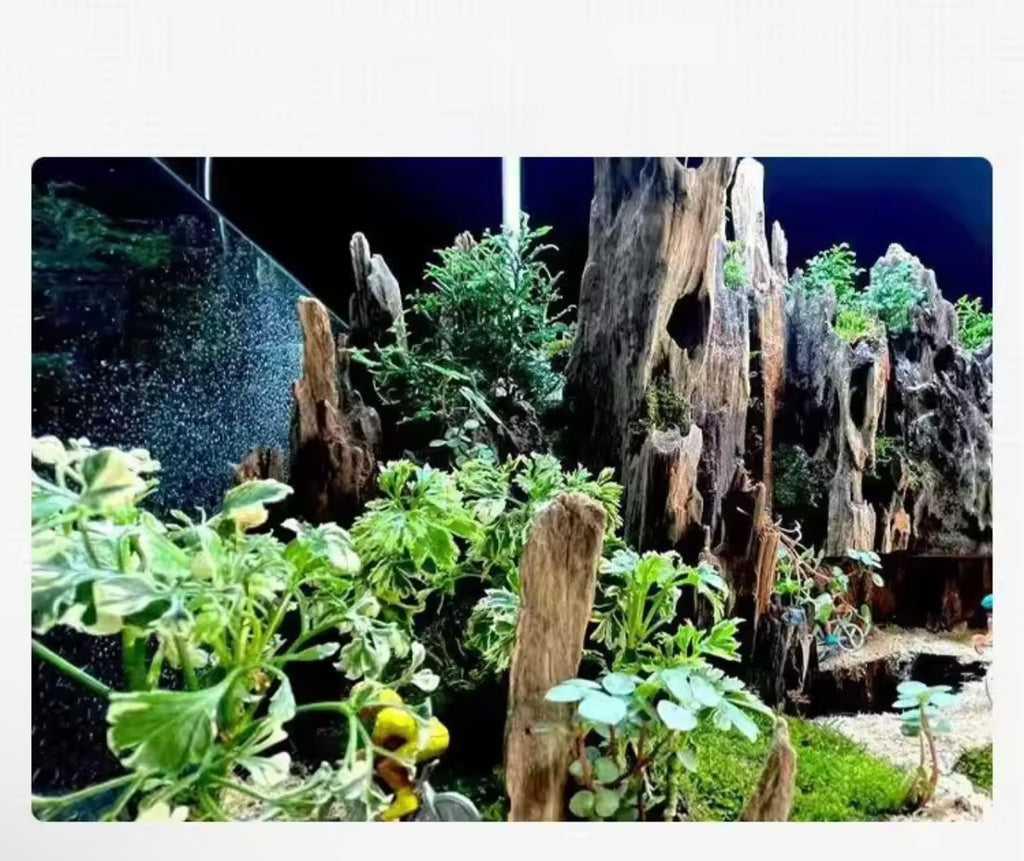 Natural Porous Wood Driftwood Aquarium Ornament